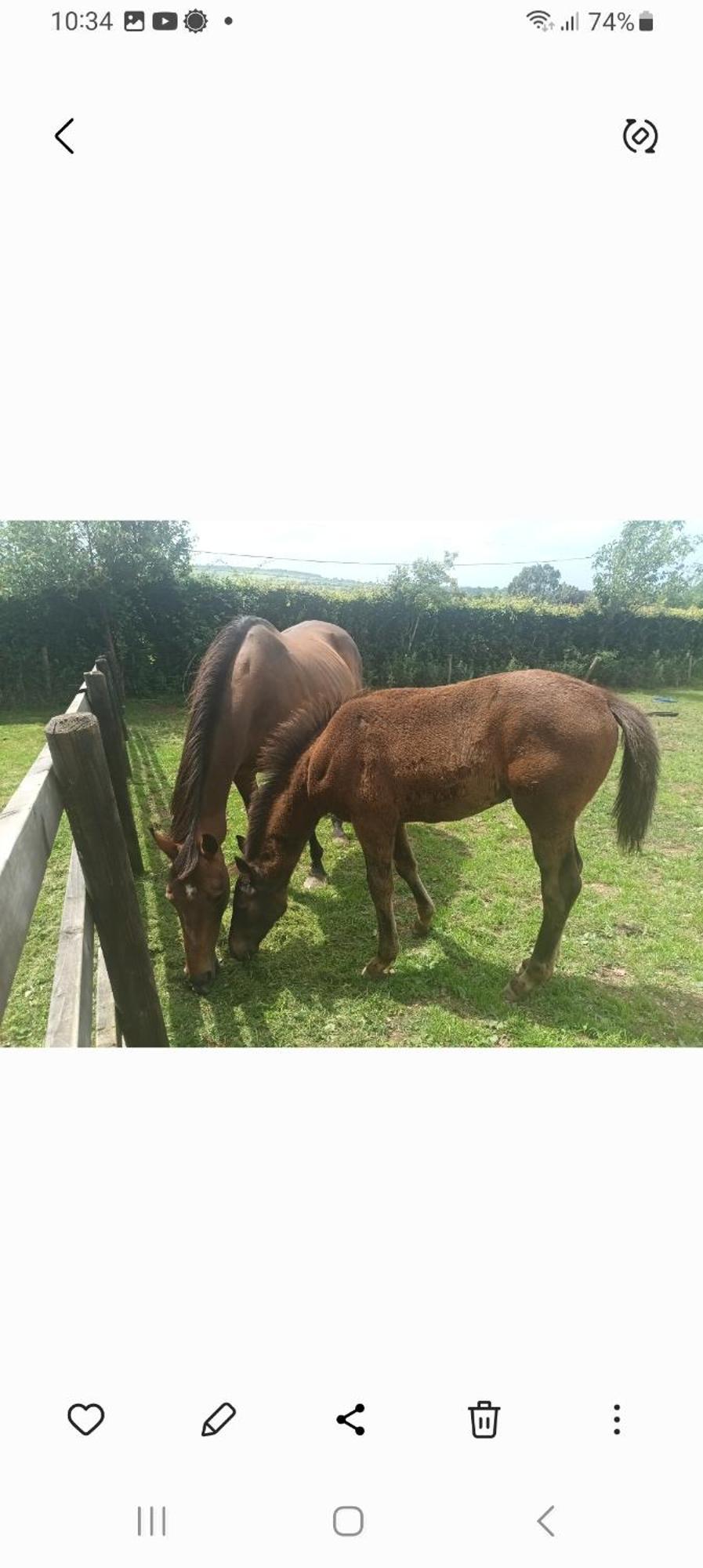 Charming Country Homestead Kilkenny Luaran gambar
